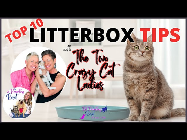 THE BEST 10 Tips & Tricks For Your Cat's Litter Box The Two Crazy Cat Ladies