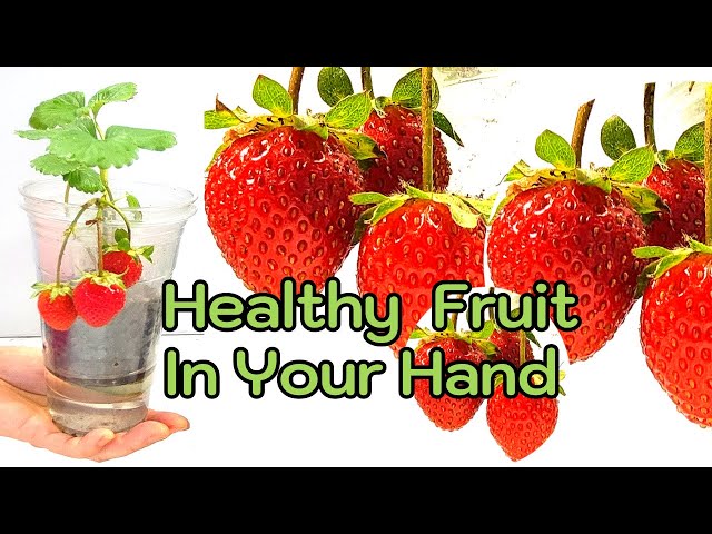 Simple Tips - How To Pot & Care Strawberries  In Water Healthy At Home