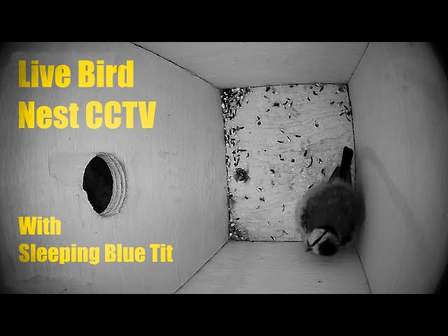 Bird Nest Box Live CCTV (13 Feb 2025) With Sleeping Blue Tit