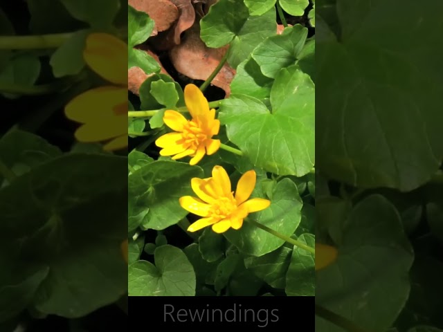 FLOWERS CAN DANCE!!! Amazing nature  Beautiful blooming flower time lapse 2 -  Rewinding