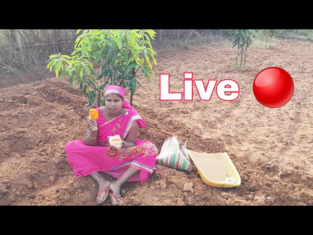 खेत मे  live