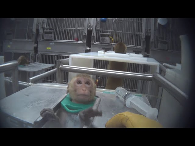 Podcast: How many more monkeys need to escape labs before primate testing finally ends?