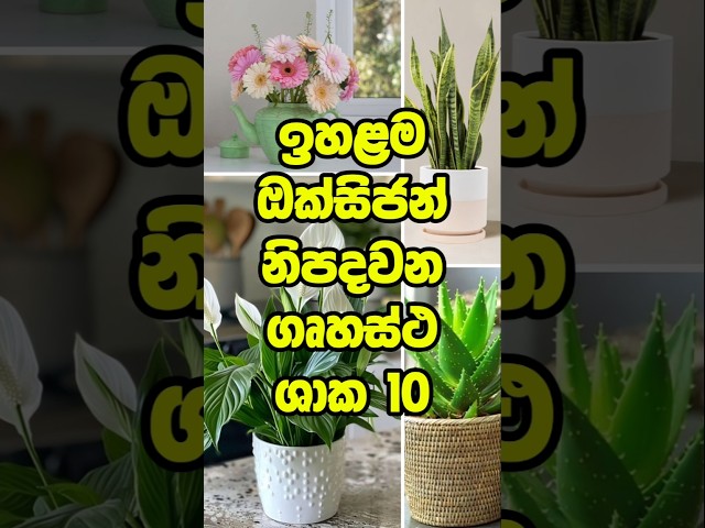 ඔක්සිජන් වැඩිම නිපදවන ගෘහස්ථ ශාක 🌳 Top 10 highest oxygen producing indoor plants #top #shorts