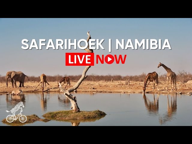 Safarihoek - Namibia | Live Wildlife Camera