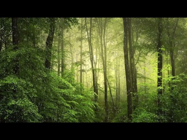 "1 Hour of Heavy Rain Sounds in the Woods | 99% Fall Asleep Listening to This Relaxing Video"