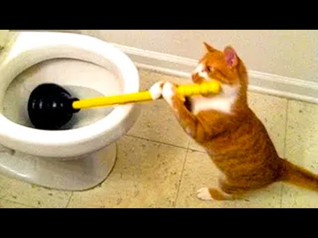 Funniest Animals 2024 🤣😅 New Funny Cats and Dogs Videos 😸🐶 Part 64