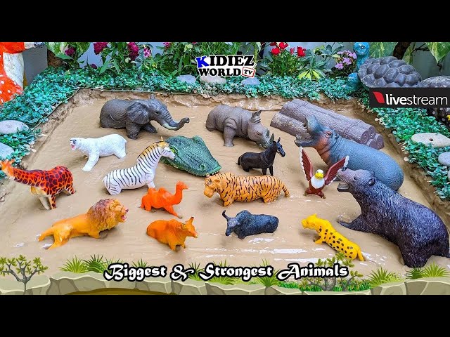 Building a Wild Zoo Farm Animal Toy Habitat: Elephant, Lion, Rhino, Tiger, Hippo, Cow