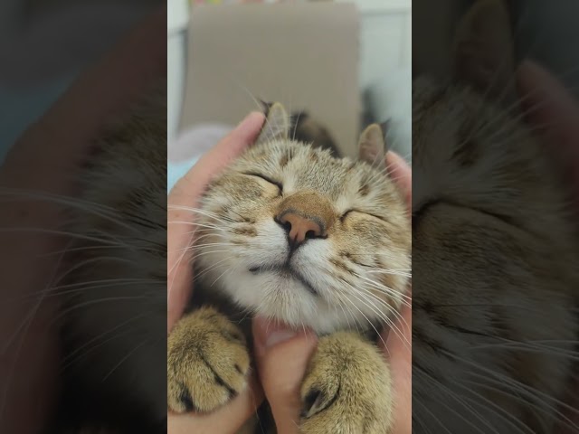 CUTE Cat's Happy Reaction to Owner's Touch!