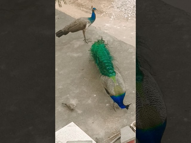 #peacock #shorts #youtubeshorts #comedy #viralvideo #viral #funny #shortsvideo #birds #trending #mor