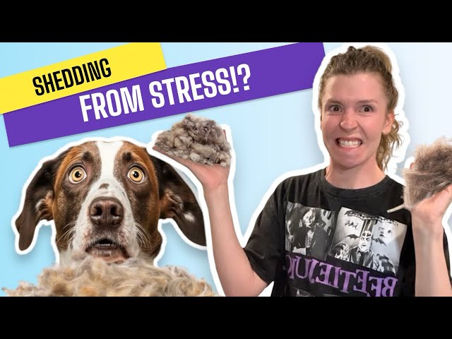 Why Your Dog’s Excessive Shedding Could Be a Sign of Stress (and How to Help)