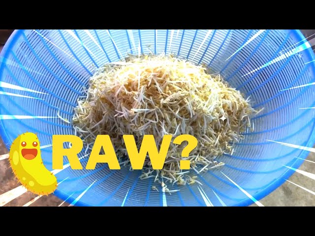 Do bean sprouts need to be cooked or can they be eaten raw?