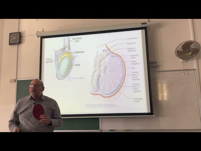 testis scrotum and vas deferens