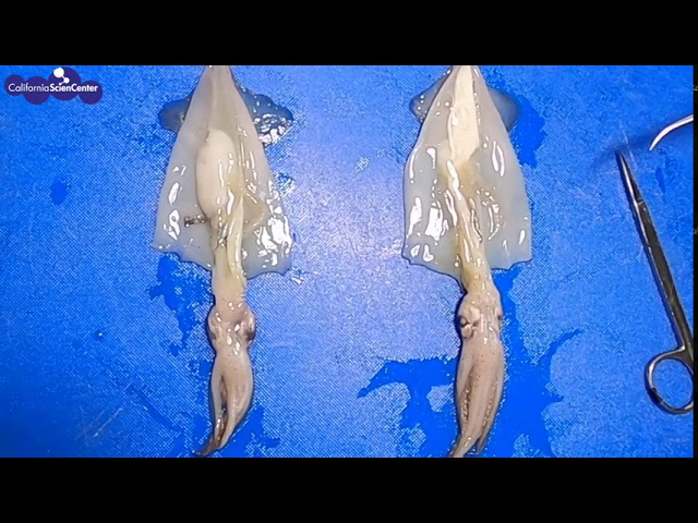 Squid Dissection!