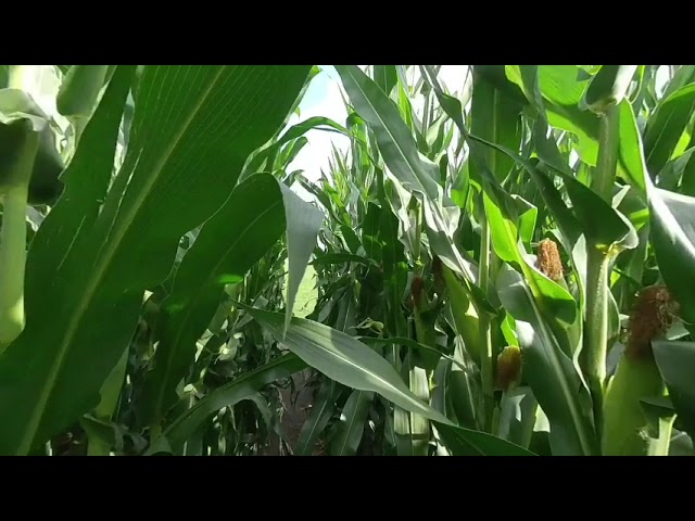 Field of Dreams Heaven to the Field VR 3D 4K 180