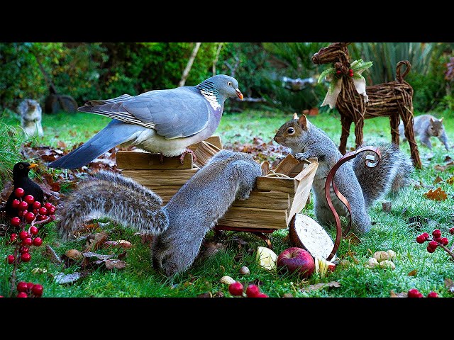 Cat TV ❄️ Birds & Squirrels Unload the Sleigh in the Frost 🛷 Squirrel for cats to watch 4K HDR