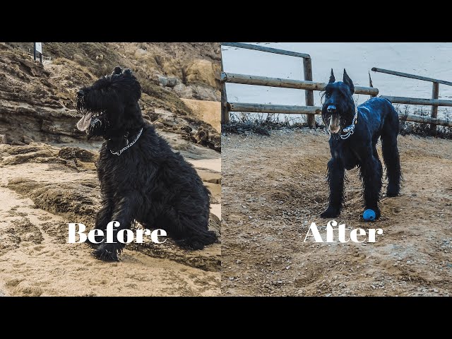 Giant Schnauzer | Before and After Grooming