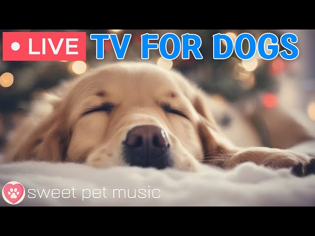 🔴 24 Hours of Dog TV🎵Dog Calming Music for Anxiety Relief🐶Ultimate Relaxation & Boredom Prevention