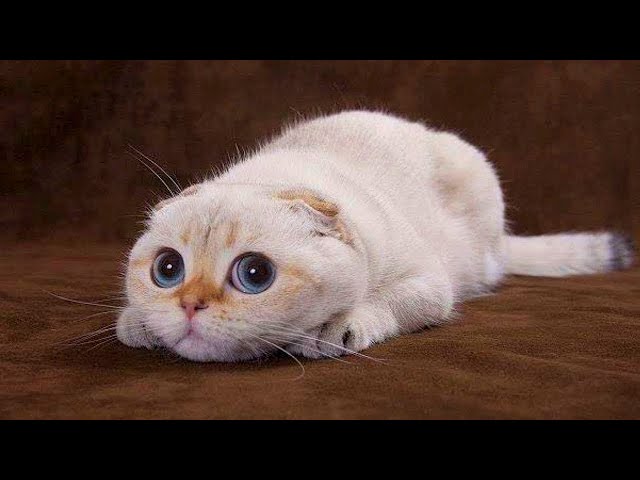 Funniest Cats Videos that Will Brighten Up Your Day! 😺Funniest Cat Videos