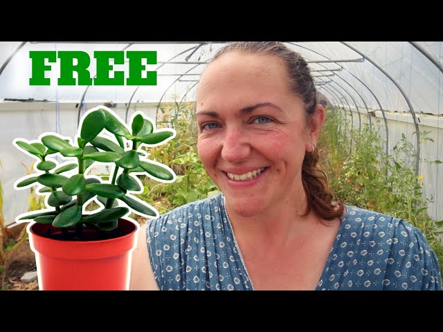 Score Free Plants: Mastering The Art Of Propagation With My Top Tips And Tricks!