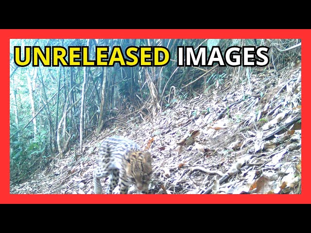 See the animals recorded by trap cameras