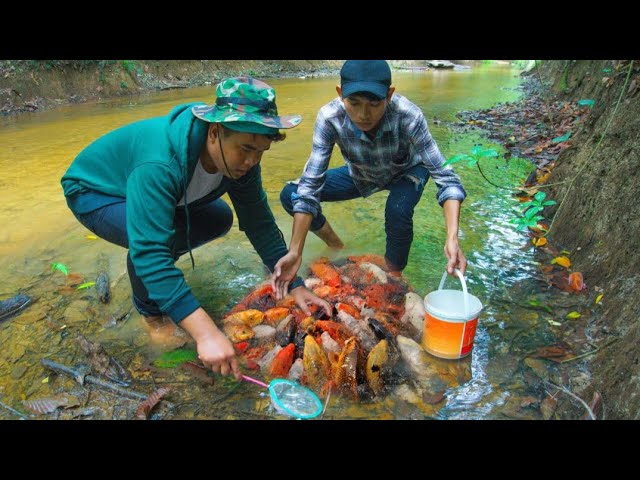 Amazing! Catch up many Betta Fish in Lake Lucky day Found Many fish In Beautiful Place