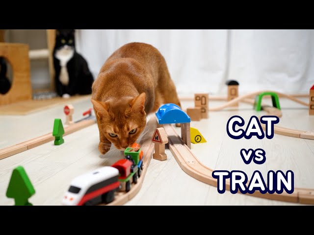 Cat vs Train | Cat's Reaction to A Train with Treats