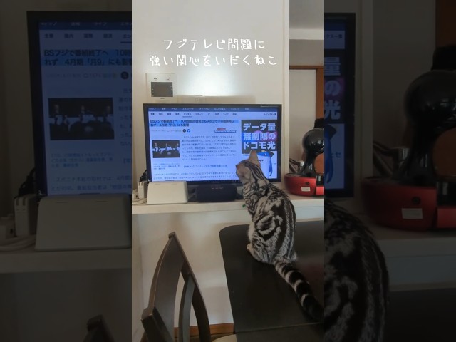 フジテレビ問題の時事ニュースを延々と見る猫😹 #cat #アメリカンショーヘア #アメショ #猫 #猫のいる暮らし #時事ニュース #フジテレビ