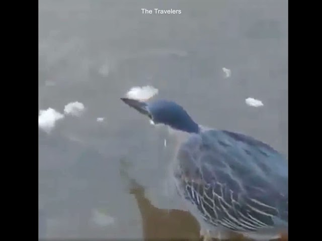 Bird With Its Amazing Way Of Fishing