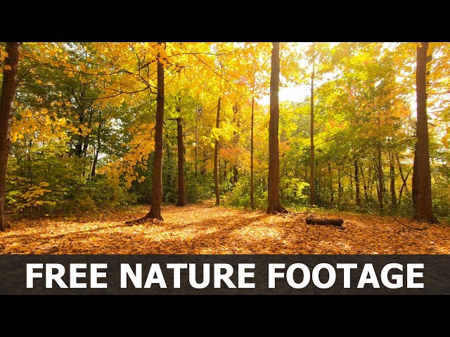 No Copyright Nature Video - Autumn Forest Walking - Free Stock Footage