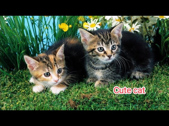 Cute kitten eating boil potato 🐱 #cats #cat #kitten