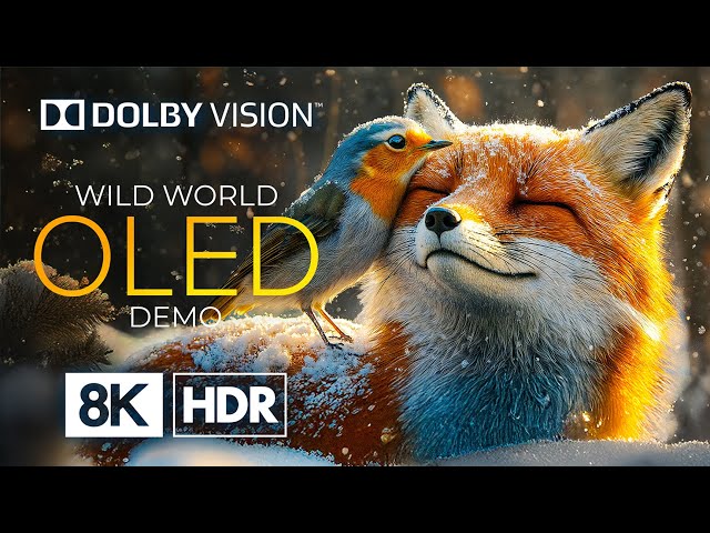 OLED 8K HDR 60fps with Dolby Vision - Majestic Winter Wildlife