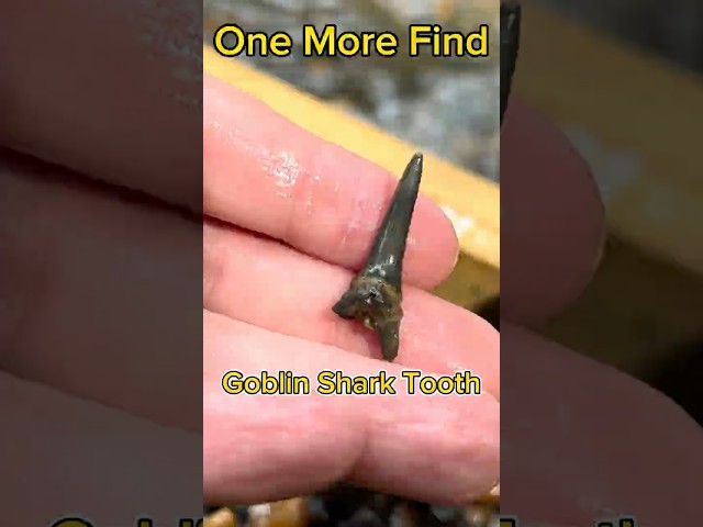 New Jersey Creek Holds Shark Teeth Treasure! 67-74 Million Year Old #fossilhunting #sharkteeth