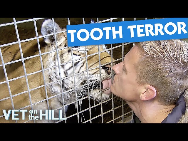 Dr Scott Faces Tiger With Rotting Teeth | Vet On The Hill| Vet On The Hill