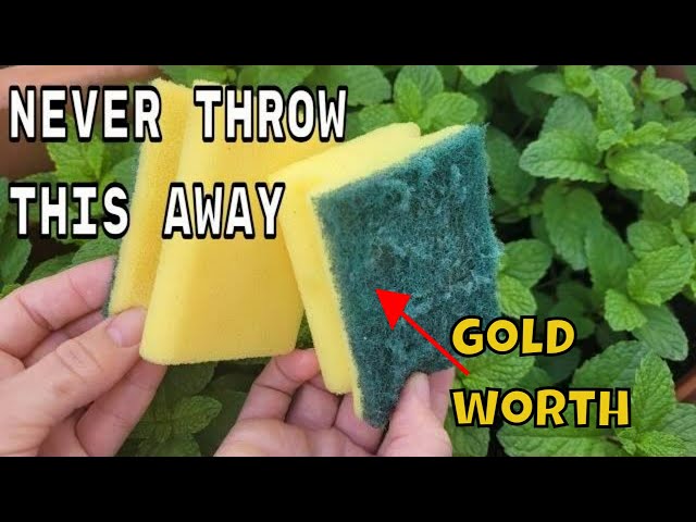 NEVER THROW THEM AGAIN !! the sponges used  are WORTH PURE GOLD on your plants in HOME AND GARDEN