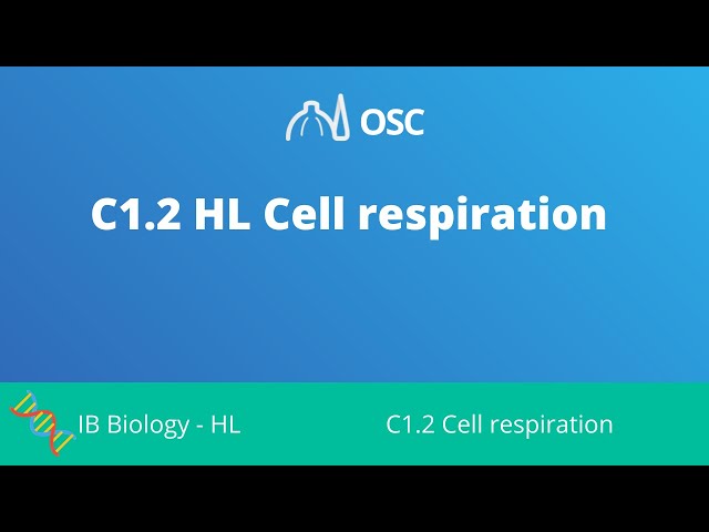 C1.2 HL Cell Respiration [IB Biology HL]