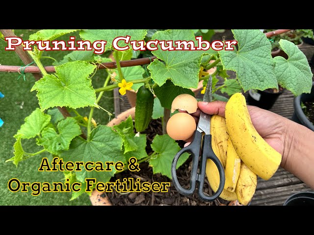 Pruning Cucumbers, Aftercare & Organic Fertiliser #cucumber #growyourown