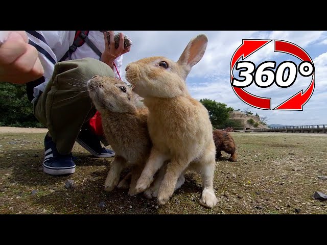 VR 360° | Rabbits "The long-awaited time has come!"