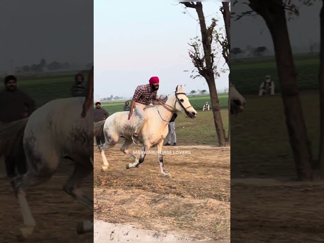 BAREBACK RIDING  #horseracing #horseriding #marwarihorse #trending#shorts