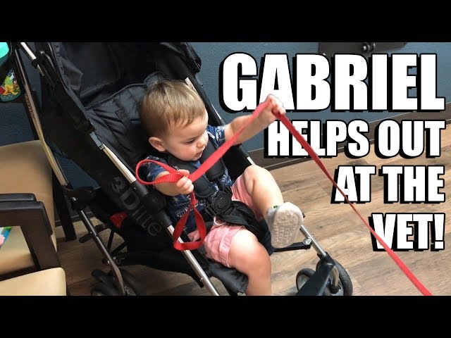 Gabriel Helps Out At The Vet!