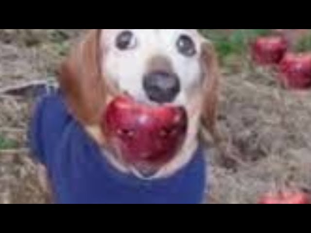 Ai Dog Apple Tiktok Meme Compilation 🐶🍎