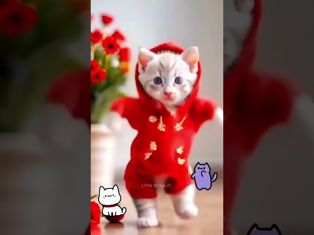 Video kucing lucu😊😈#trending video#