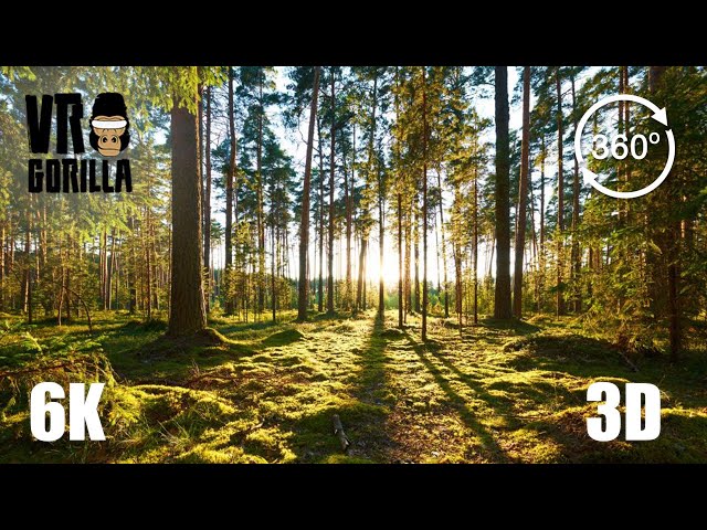 European Forest in Autumn Season - 6K 360 VR Video