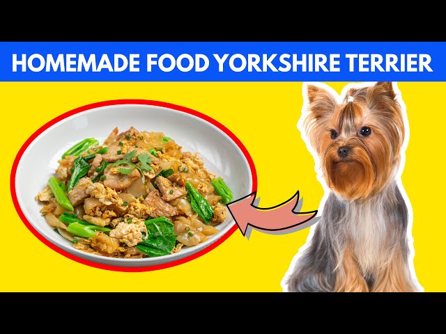 Homemade Food For Yorkshire Terrier Dogs | Recipes & Preparation | Dogs Genesis | #dogs