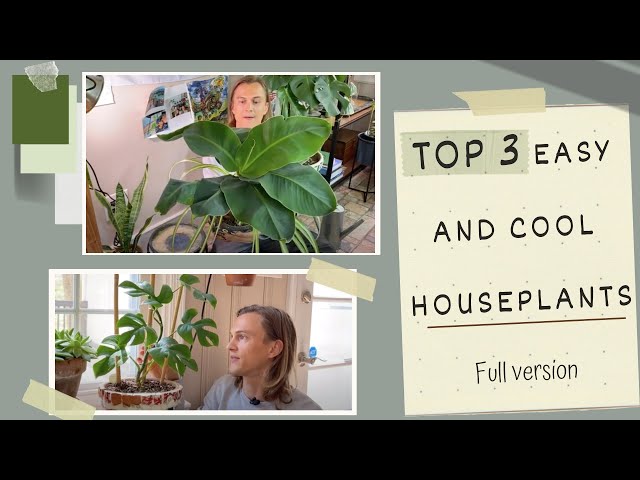 Top 3 Easy Cool Houseplants in My Urban Jungle