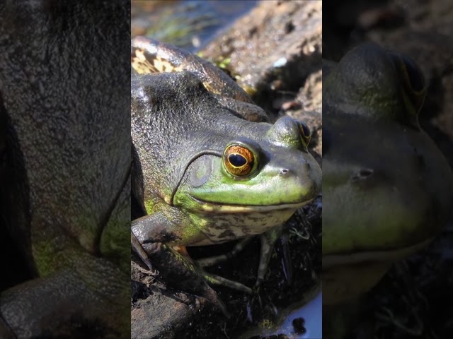 Frogs Are Cooler Than You Think! 🐸❄️