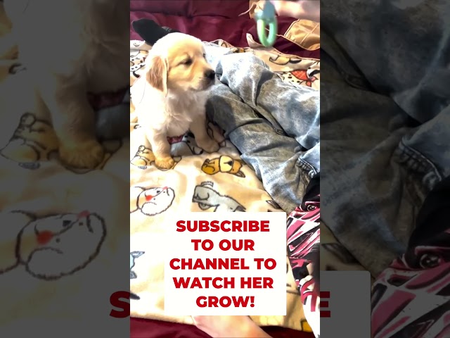 This Golden Retriever Puppy Will Make You Smile! #dogshorts