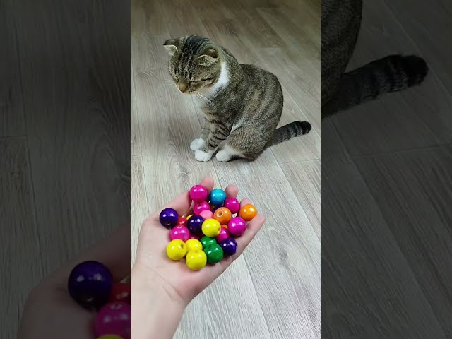 Funny Cat Barsik Vasj Marbles ❤🔴 Reverse Video