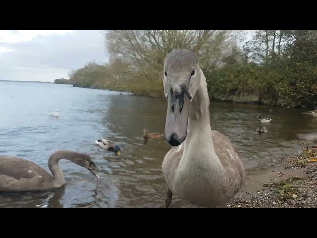 🇮🇪🦢 YOUNG MUTE SWAN CYGNETS🦢MALLARD DUCKS🦆LOUGH NEAGH IRELAND💧#loveirelandmore💧LIKE👍🙏subscribe🙏😇#zen