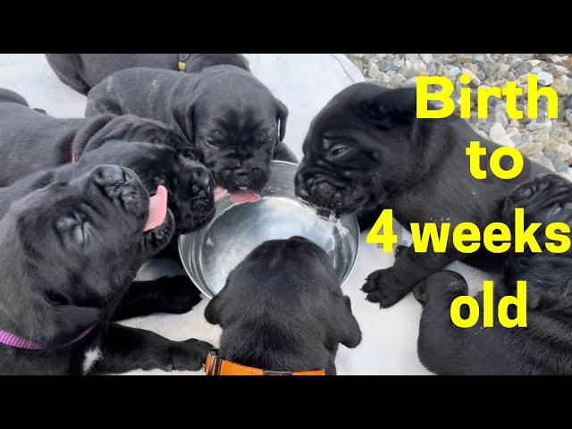 Cane Corso PUPPIES from birth till 4 weeks old ​⁠#canecorso #dogtraining #dog