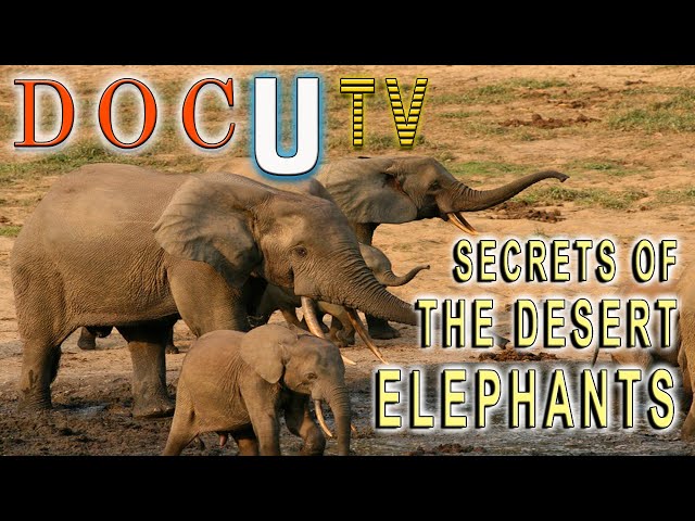 Secrets  of the Desert Elephants - National Geographic Documentary